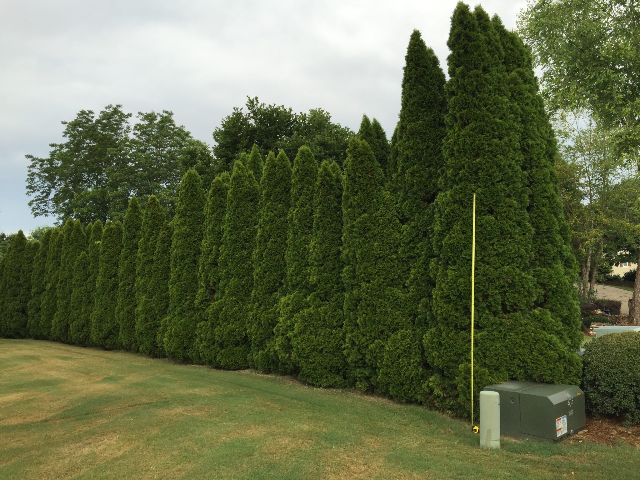 Water And Emerald Green Arborvitae Walter Reeves The Gardener