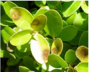 boxwood blight 1 | Walter Reeves: The Georgia Gardener