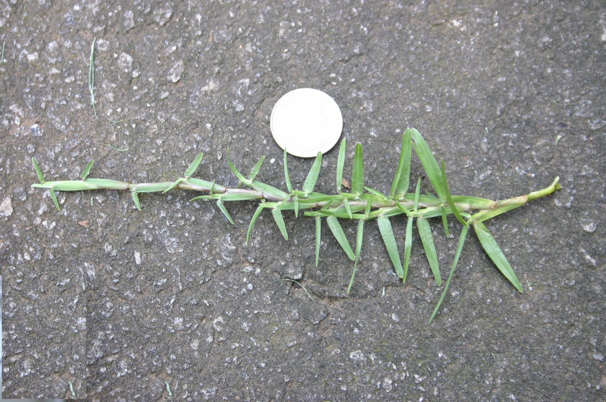 How Can I Make Centipede Grass Plugs Spread Faster Walter Reeves 
