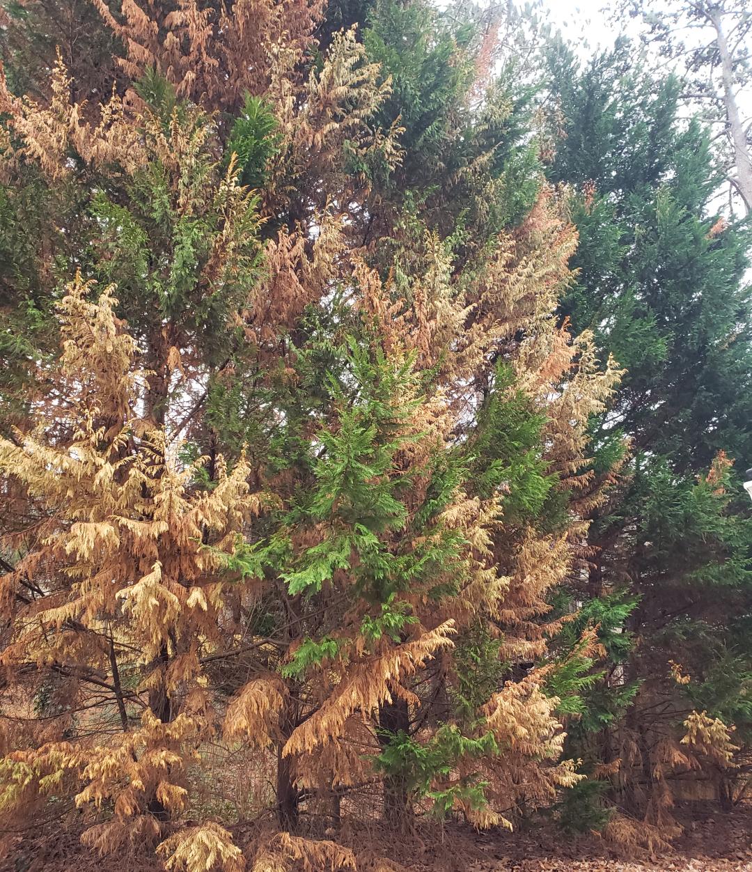 Are brown limbs always sure death for Leyland cypress? Walter Reeves
