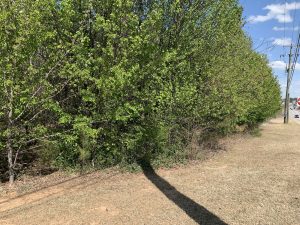 IMG_6627 | Walter Reeves: The Georgia Gardener