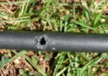 plant-7 | Walter Reeves: The Georgia Gardener