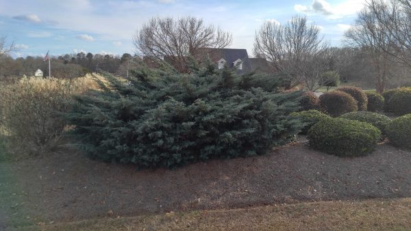 pruning calendar | Walter Reeves: The Georgia Gardener