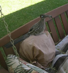 Roadrunner with hummingbird