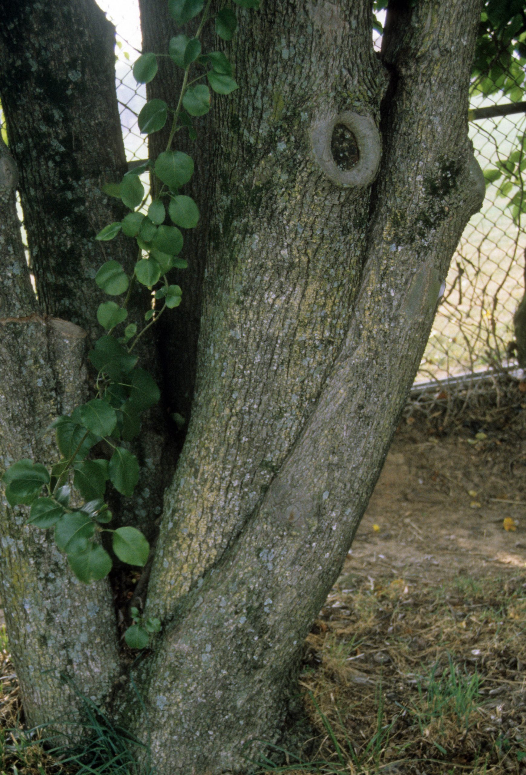 Bradford Pear Pruning Walter Reeves The Georgia Gardener