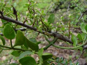 DSC00546 | Walter Reeves: The Georgia Gardener mistletoe in cotoneaster