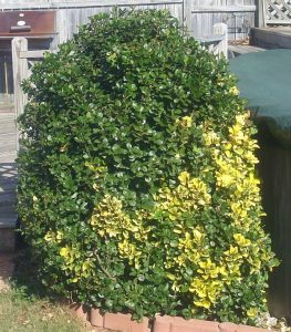 DSCI0893 | Walter Reeves: The Georgia Gardener