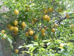 DSCN3964 | Walter Reeves: The Georgia Gardener