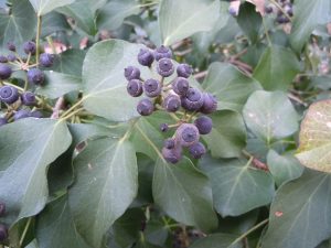 English ivy berries 1 | Walter Reeves: The Georgia Gardener