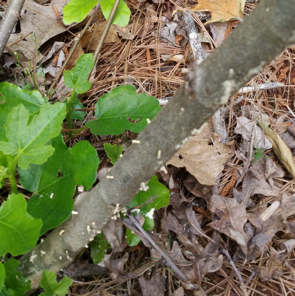 asian-ambrosia-beetle-on-fig-walter-reeves-the-georgia-gardener
