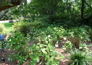 Hydrangea after 3 | Walter Reeves: The Georgia Gardener after pruning