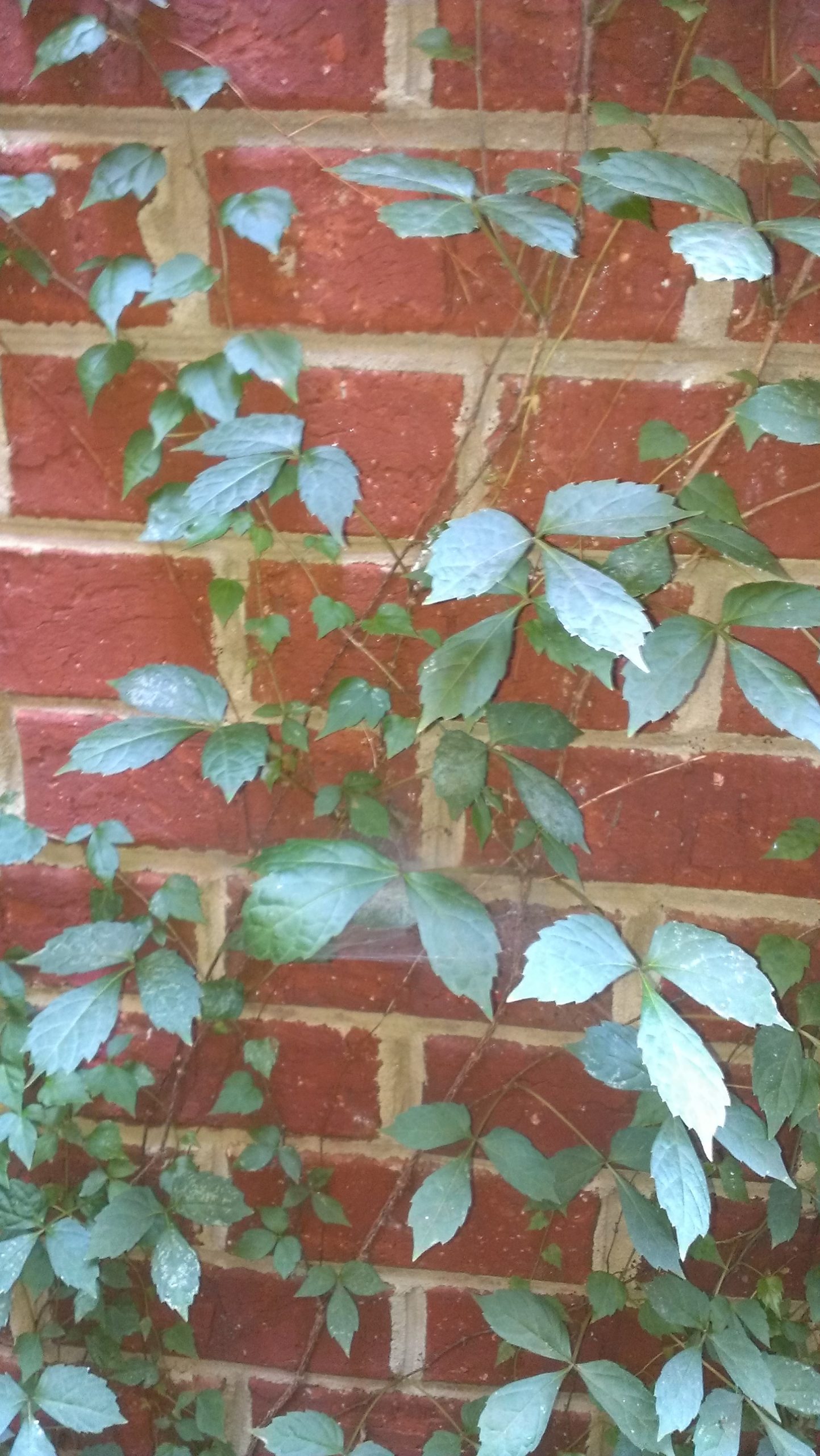 Virginia Creeper vs Boston Ivy: What's the Difference? - A-Z Animals