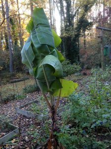 IMG_0762 | Walter Reeves: The Georgia Gardener