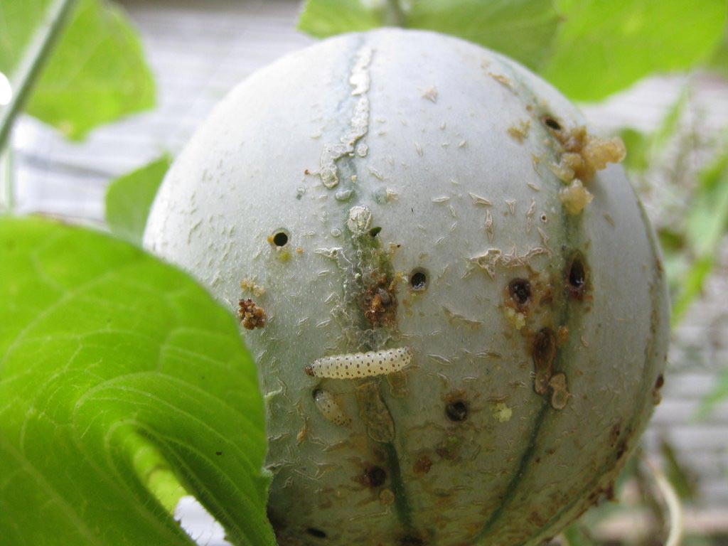 How to Protect Cucumbers and Squash from Pickleworm Moths Without Spraying Pesticides