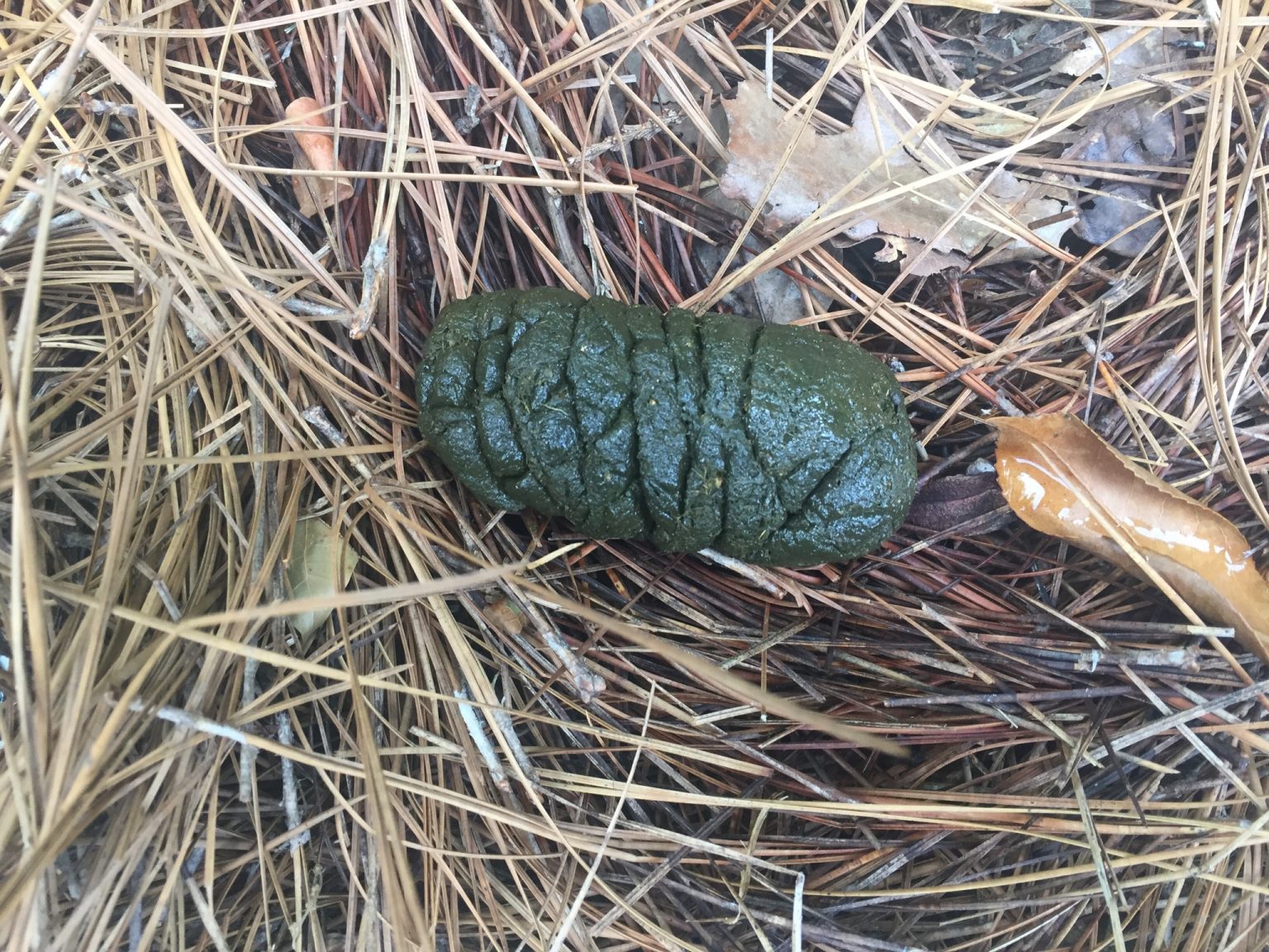 Deer – Droppings from Rich Diet | Walter Reeves: The Georgia Gardener