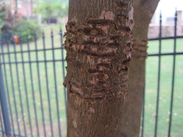 European hornet damage