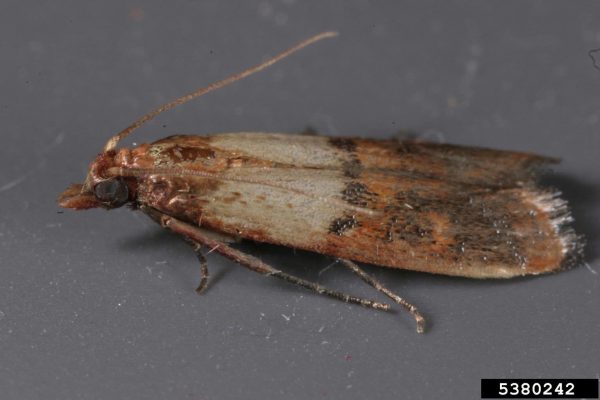 Indian meal moth
