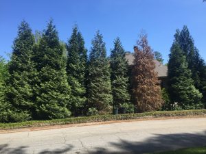 Leyland dead | Walter Reeves: The Georgia Gardener