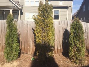 Leyland drought damage | Walter Reeves: The Georgia Gardener