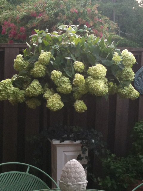 Image of Limelight Hydrangea in a Container