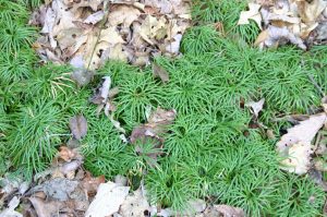 lycopodium-digitatum-4 | Walter Reeves: The Georgia Gardener