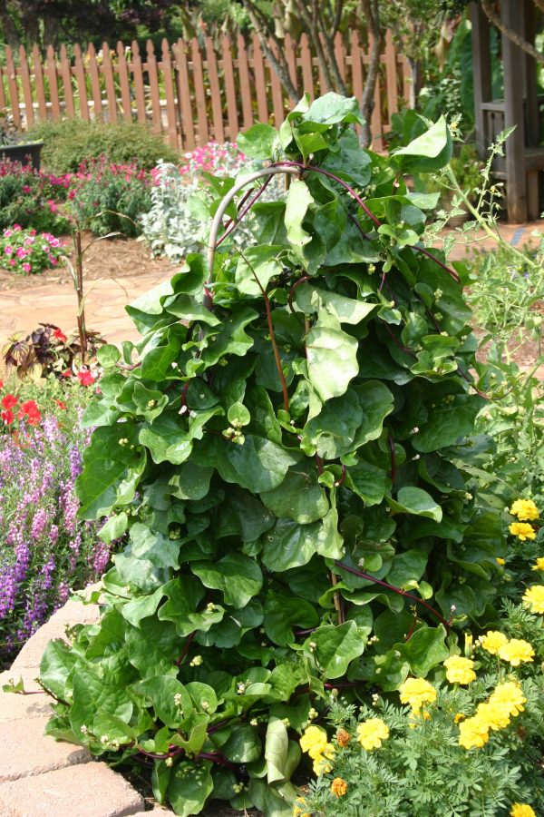 Malabar spinach