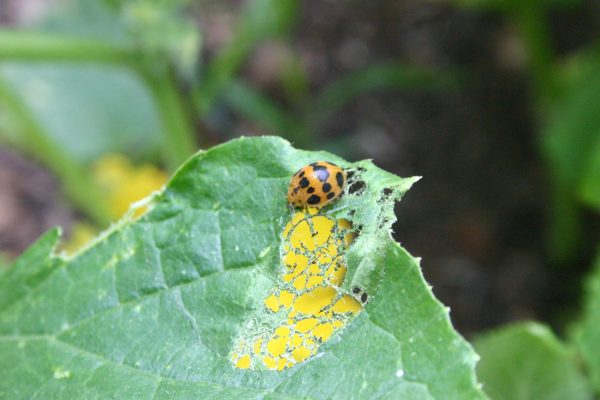 Mexican bean beetle on squash