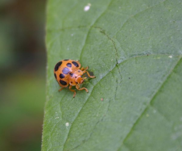 Mexican bean beetle