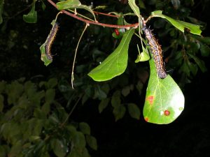 ORANGE STRIPE OAK WORM | Walter Reeves: The Georgia Gardener ORANGE STRIPED OAK WORM
