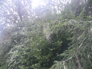 Spanish Moss 4 | Walter Reeves: The Georgia Gardener
