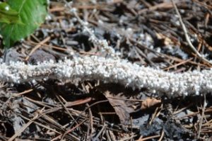 Woolly beech aphid