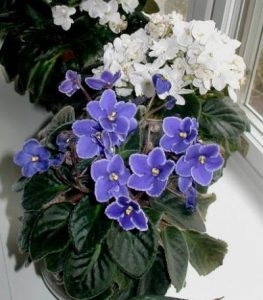 afviolet | Walter Reeves: The Georgia Gardener