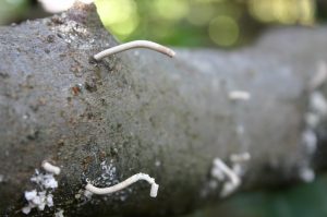 ambrosia beetle on fig branch | Walter Reeves: The Georgia Gardener ambrosia beetle on fig
