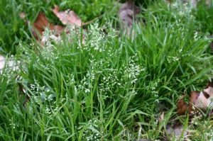 annbluegrass1 | Walter Reeves: The Georgia Gardener