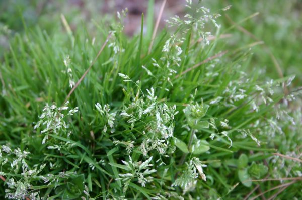 fescue calendar | Walter Reeves: The Georgia Gardener fescue calendar | Walter Reeves: The Georgia Gardener