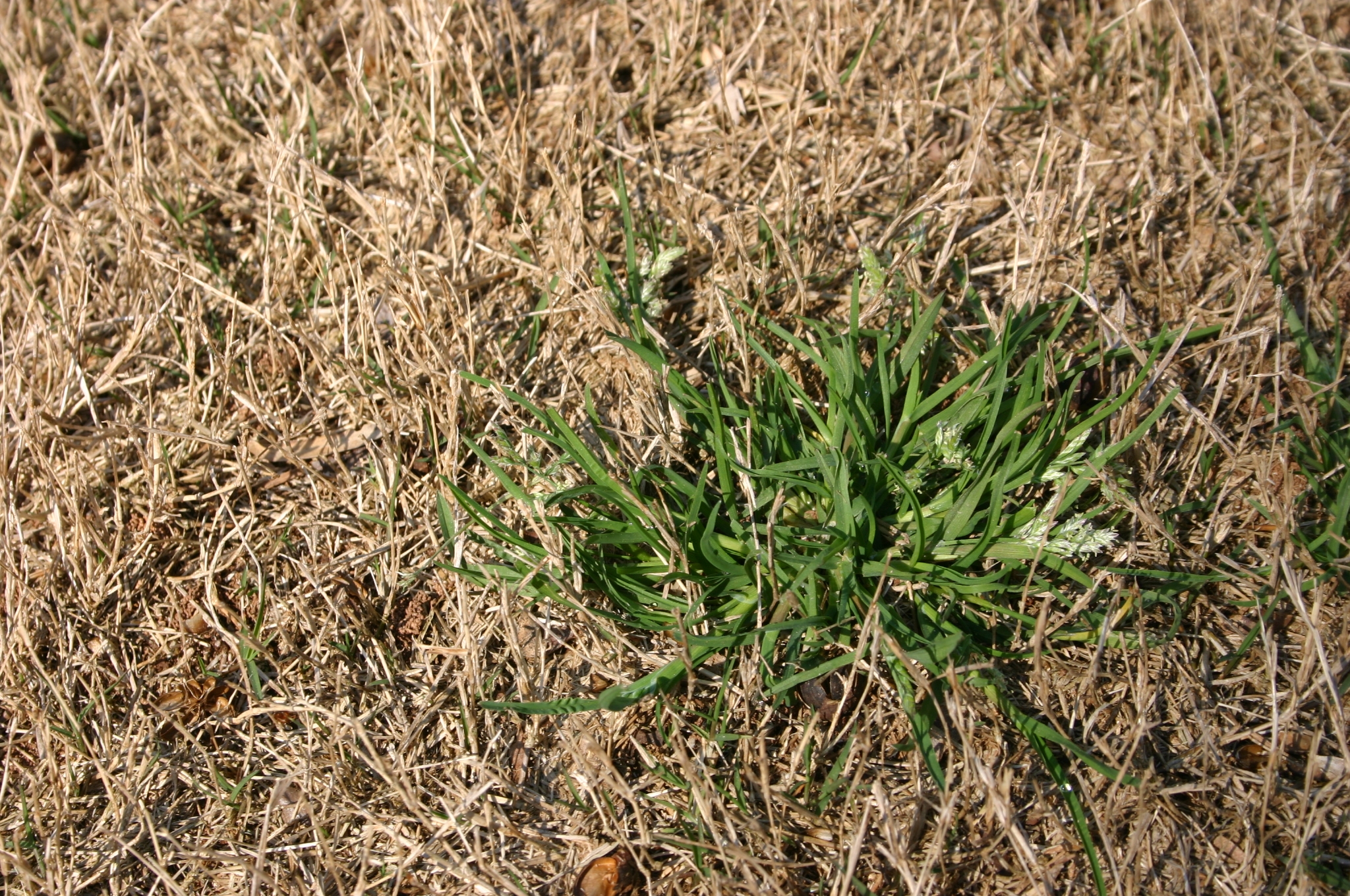 Tenacity And Poa Constrictor Use On Annual Bluegrass Poa Annua Free