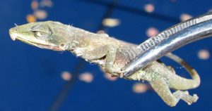 anole3 | Walter Reeves: The Georgia Gardener