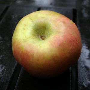 apple | Walter Reeves: The Georgia Gardener