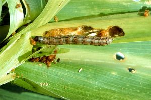 armyworm | Walter Reeves: The Georgia Gardener