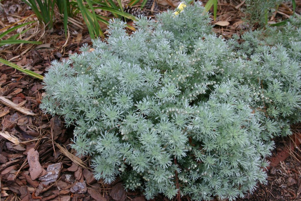 what is eating my tiny new rose leaves? Walter Reeves The