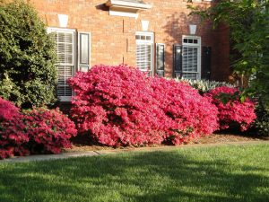azalea