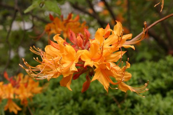 flame azalea - a Georgia native plant