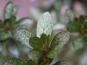 azalealacebug2 | Walter Reeves: The Georgia Gardener