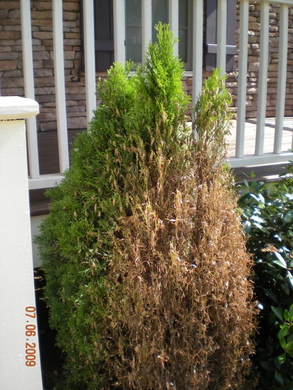 bagworm damage to shrub