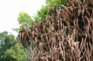 bagworms on juniper | Walter Reeves: The Georgia Gardener
