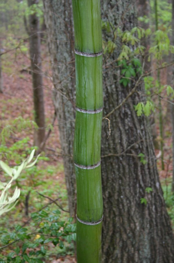 bamboo in Atlanta