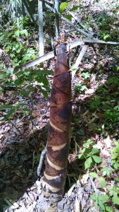 bamboo-culm | Walter Reeves: The Georgia Gardener