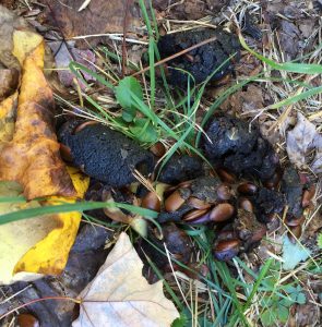 bear scat | Walter Reeves: The Georgia Gardener