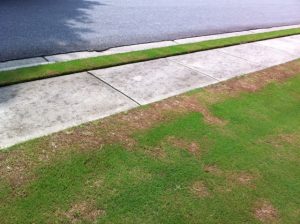 before 2 | Walter Reeves: The Georgia Gardener