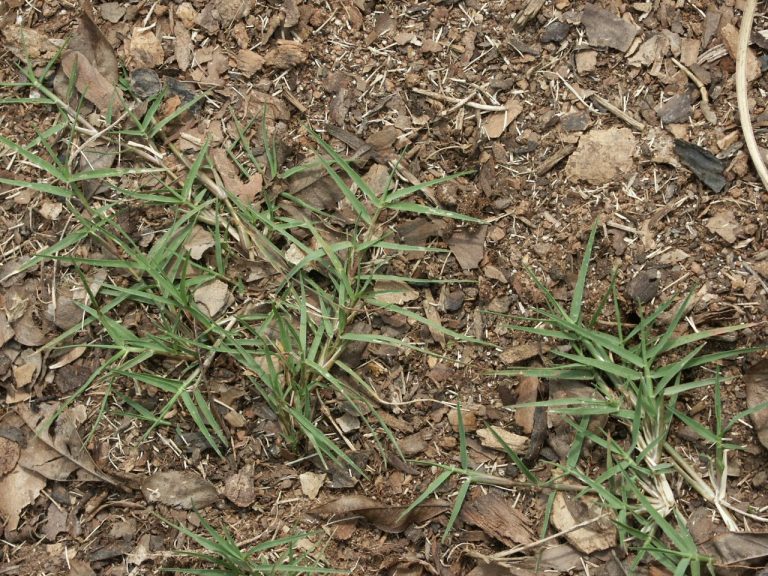 Does My Bermuda Lawn Need Irrigation During Winter? Walter Reeves The Gardener